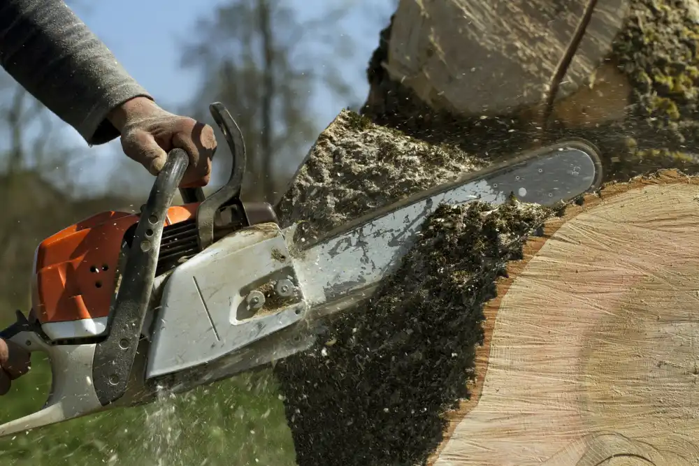 What Is A Tree Burl?