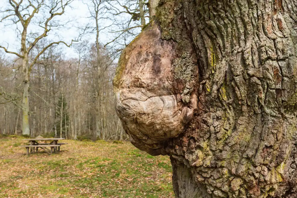 What Is Burl Wood And How Is It Made?