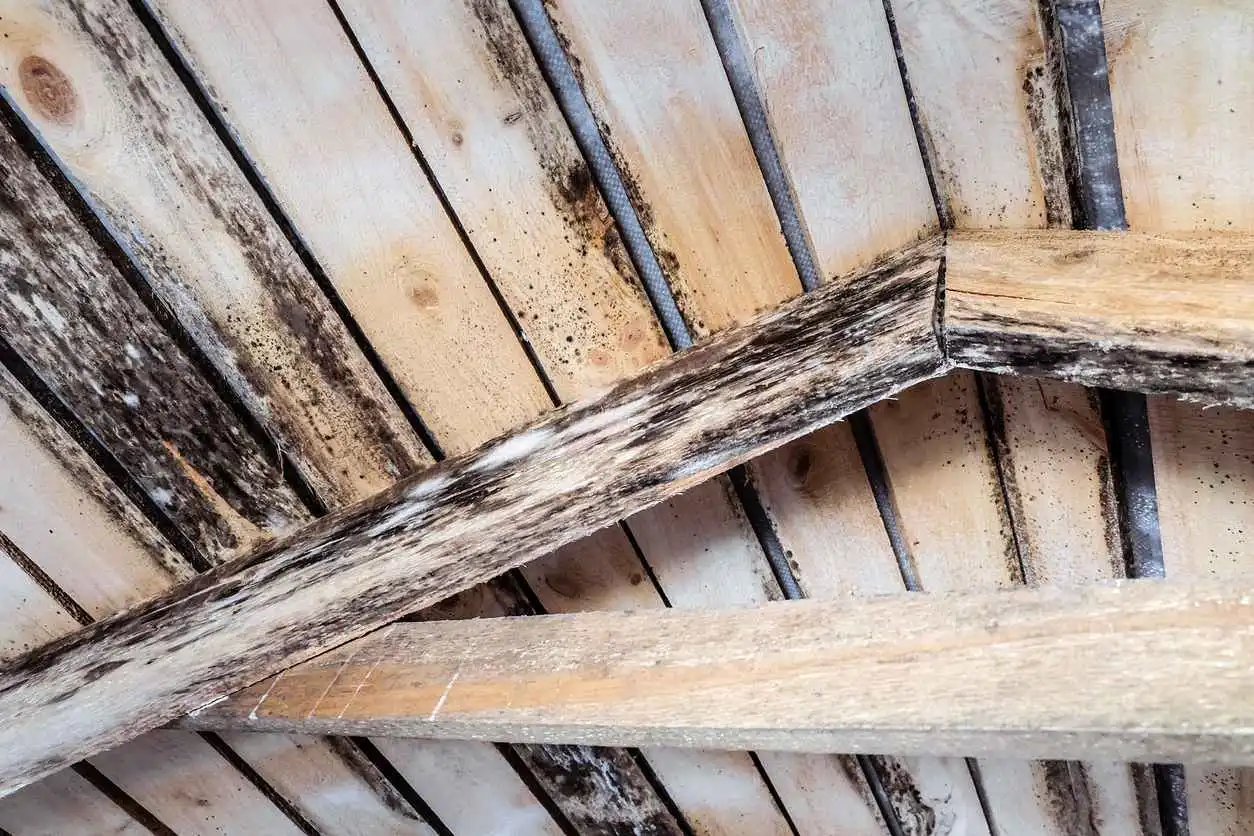 How To Remove Black Mold From Wood Surface