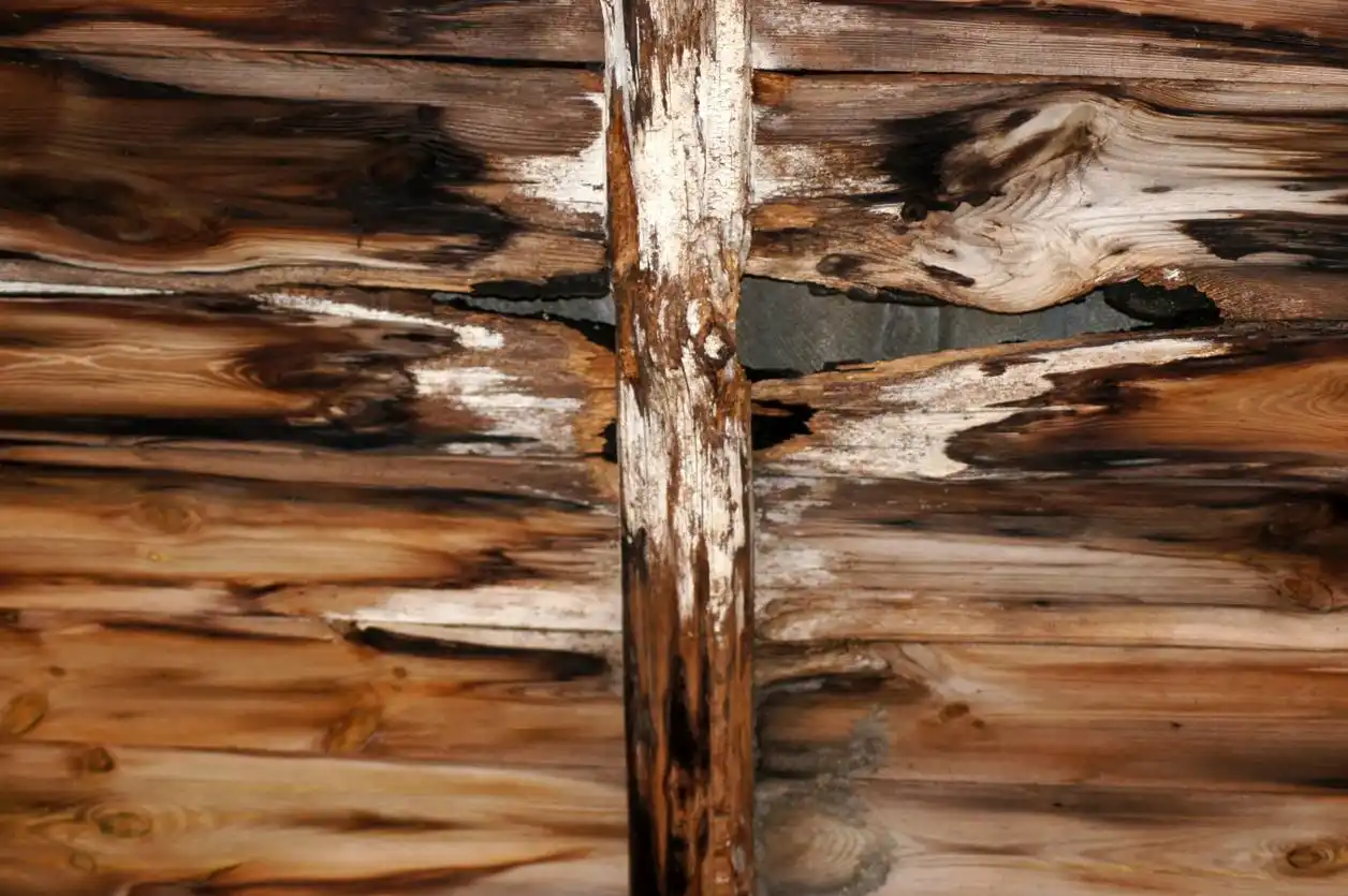 Can You Kill Mold On Wood?