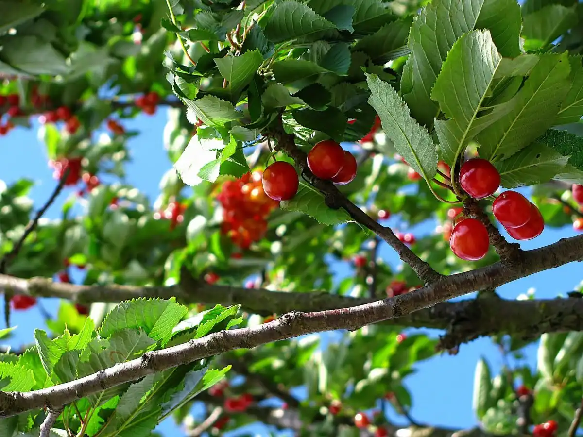Cherry Wood: Everything You Need To Know