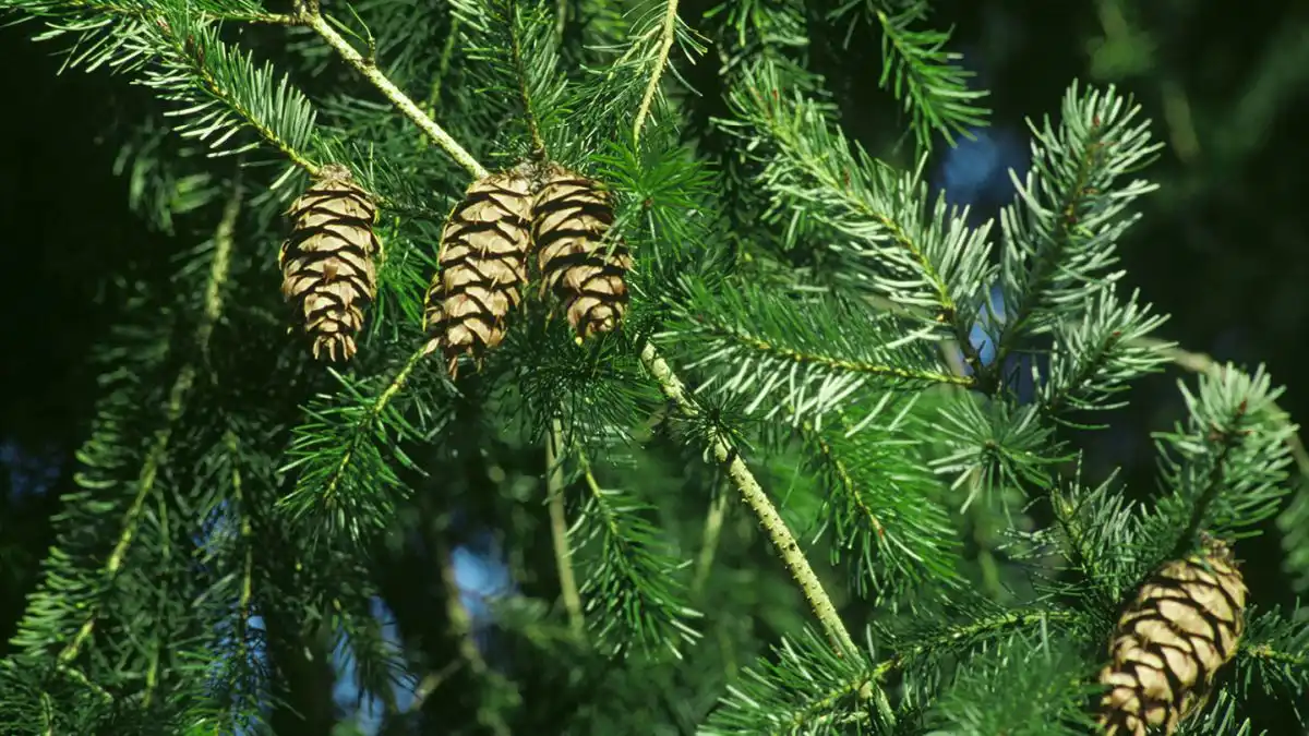 What is Douglas Fir Wood