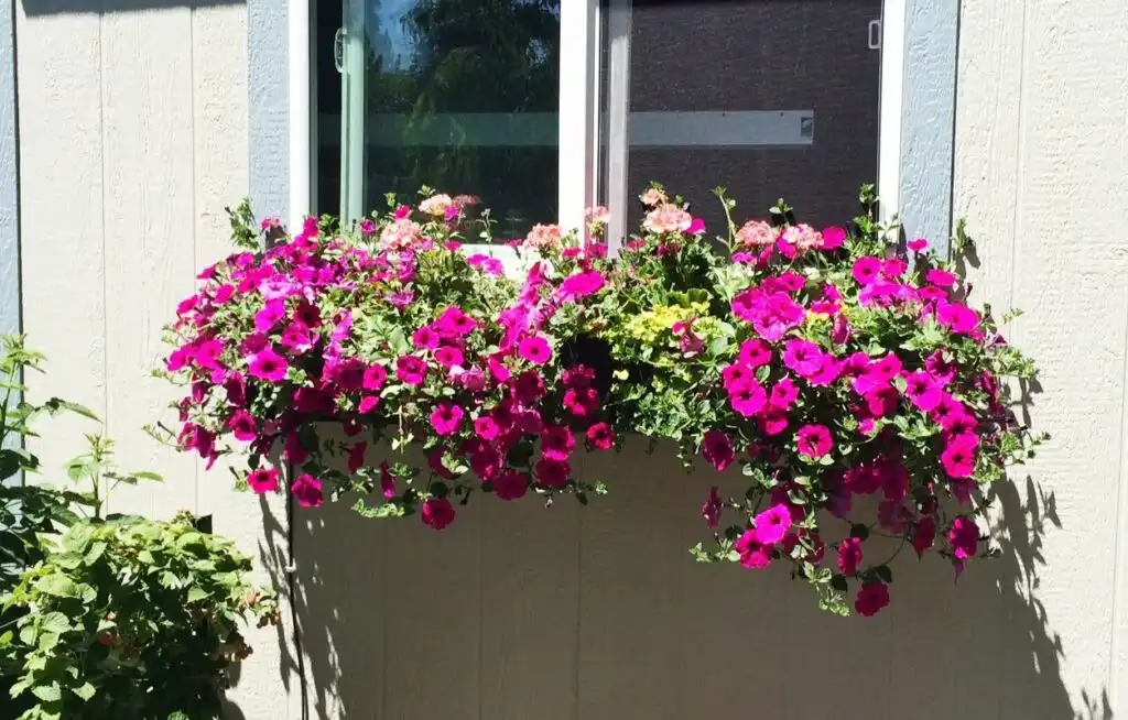 Window Box 1024x654