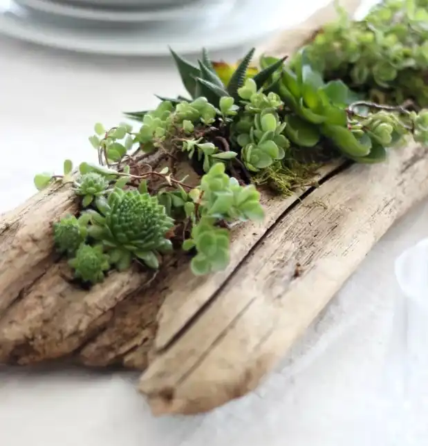 Wood succulent planter