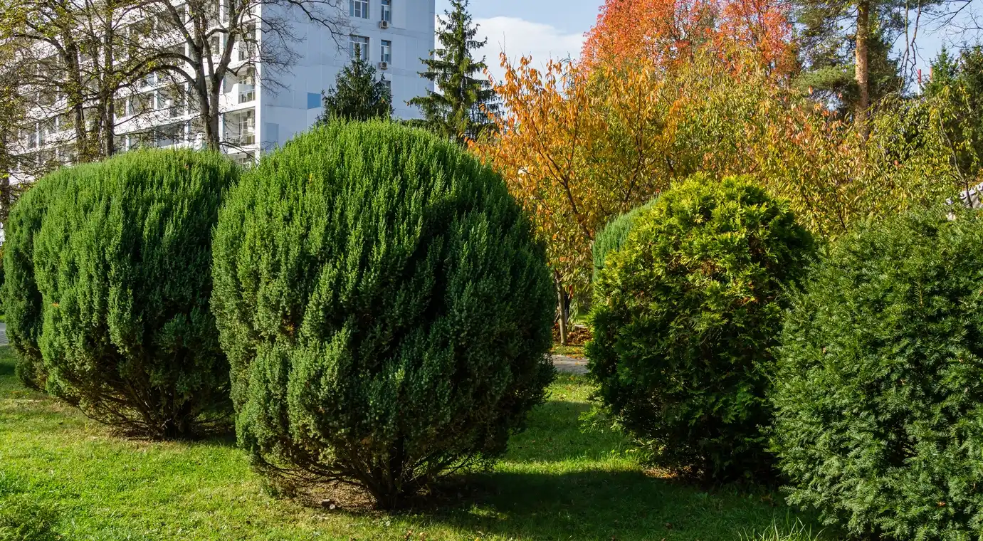 Yew Bush