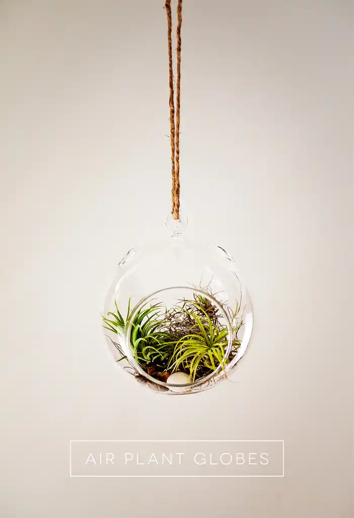Air plant globe terrarium