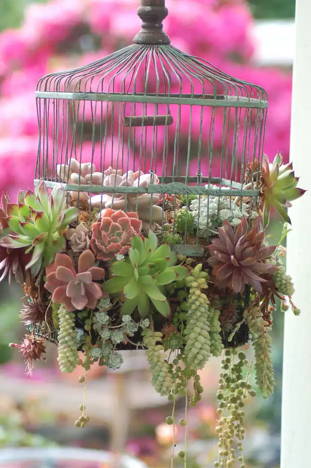 Birdcages succulents planter