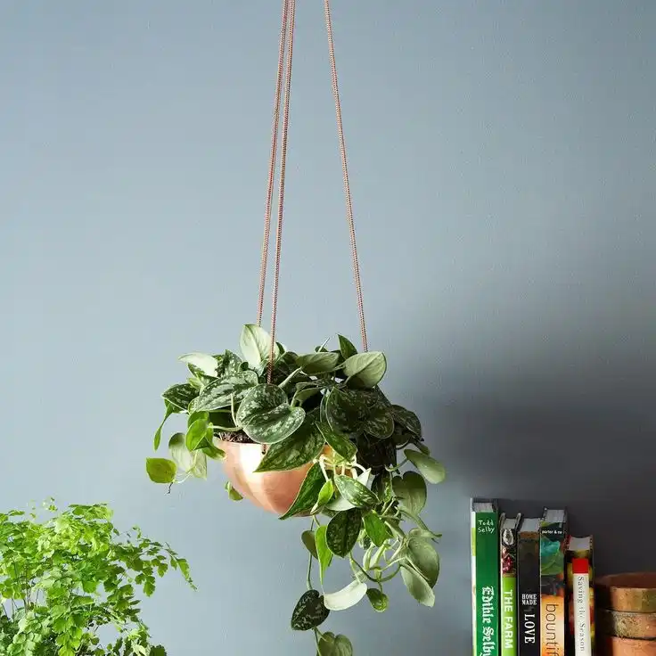 buy hanging planter