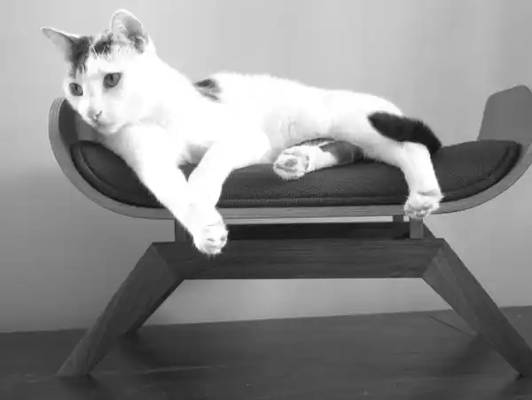 Cat chair