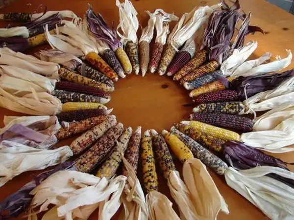 Sunburst Corn Husk Wreath