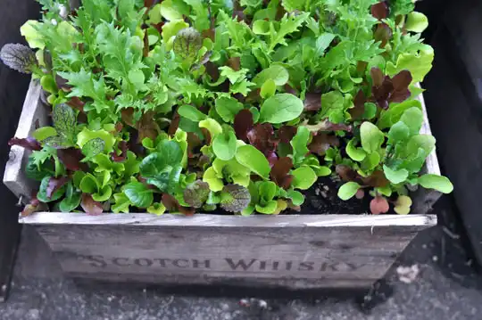 Crateplanter