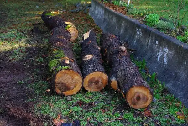 Cutting tree