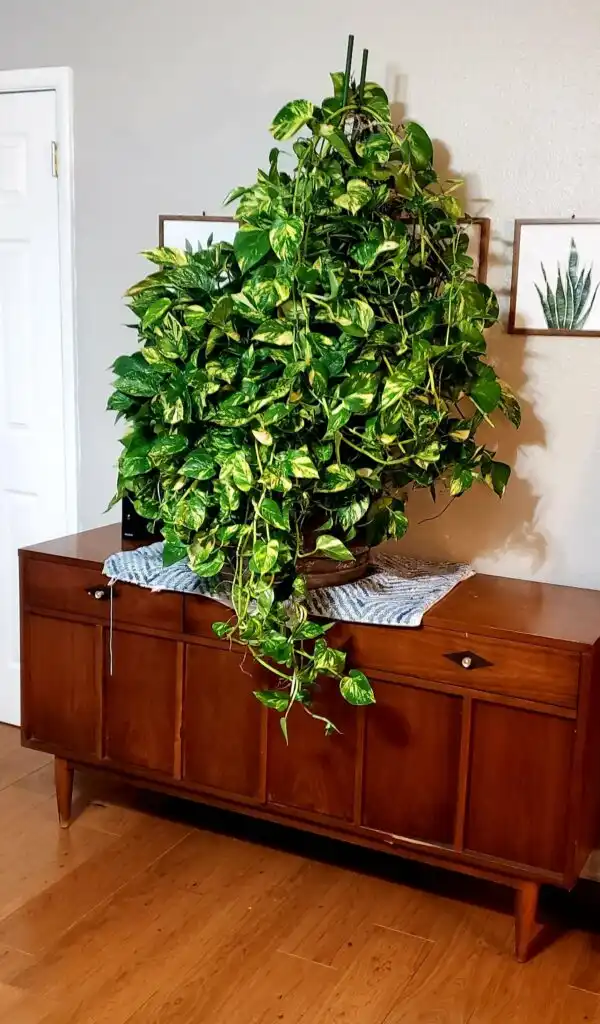Devils ivy creeper plant on dresser 600x1024