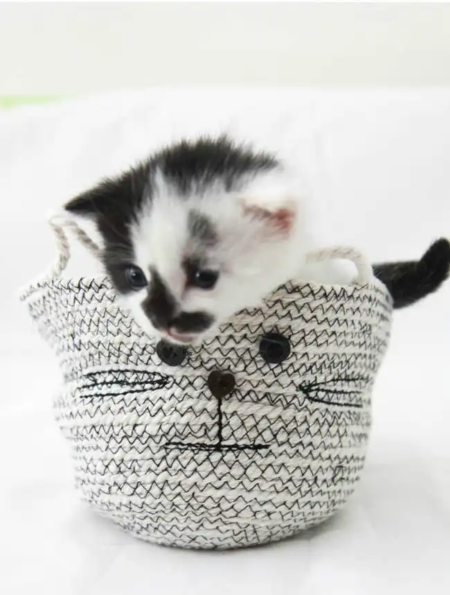 diy cat bin