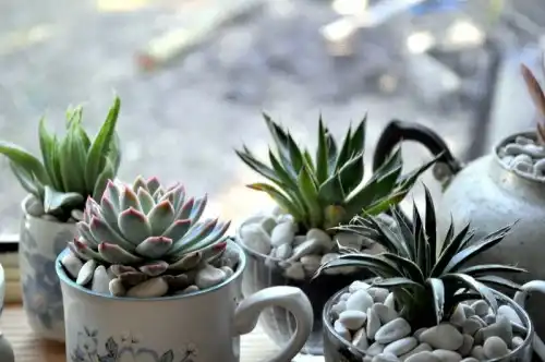 Diy indoor teacup succulent garden 1