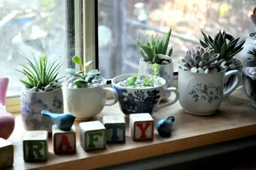 Diy indoor teacup succulent garden 5
