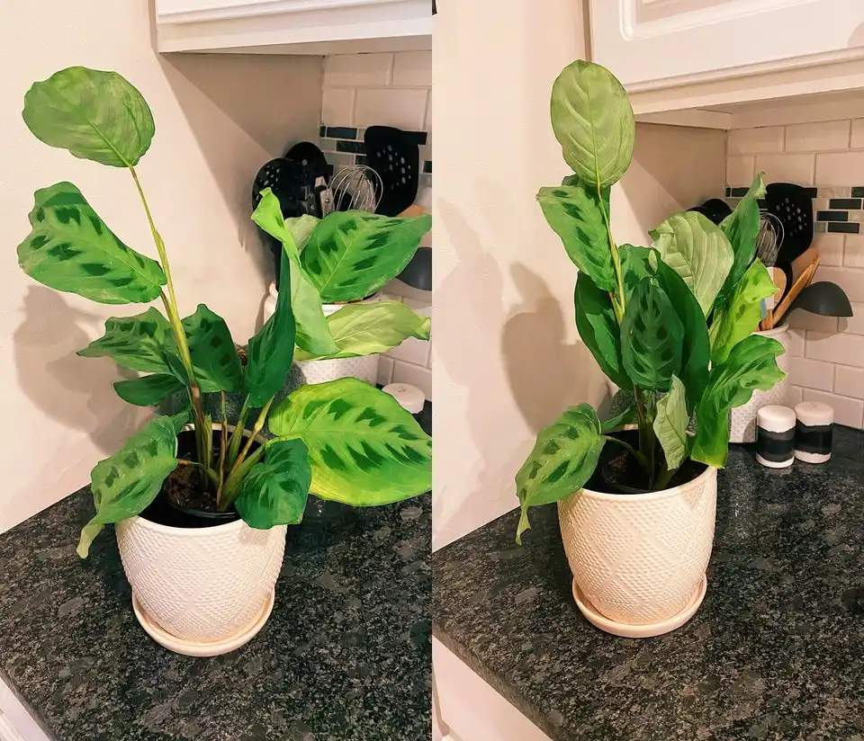 Dramatic prayer plant on countertop