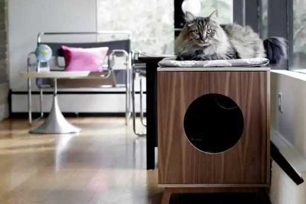 Feline