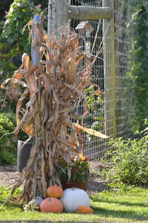 Corn Stalk Fence Arrangement