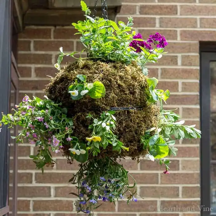 Hanging globe planter