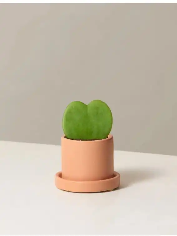 Heart plant form the sill