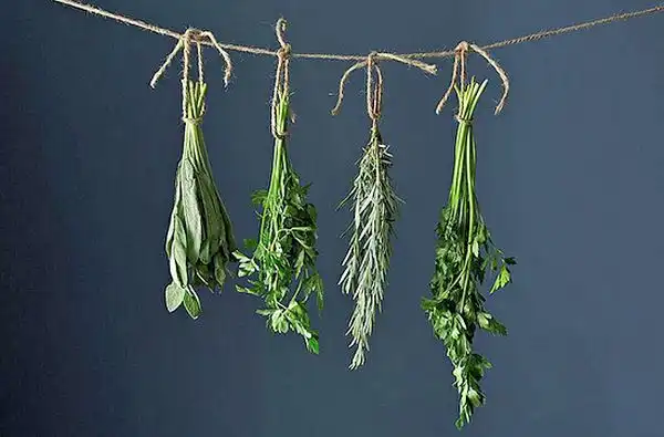 Herb drying process