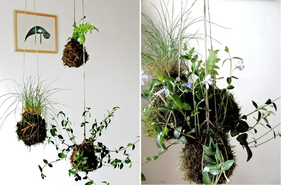 Kokedama string garden1