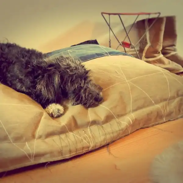Lex and max tucker twotone bed