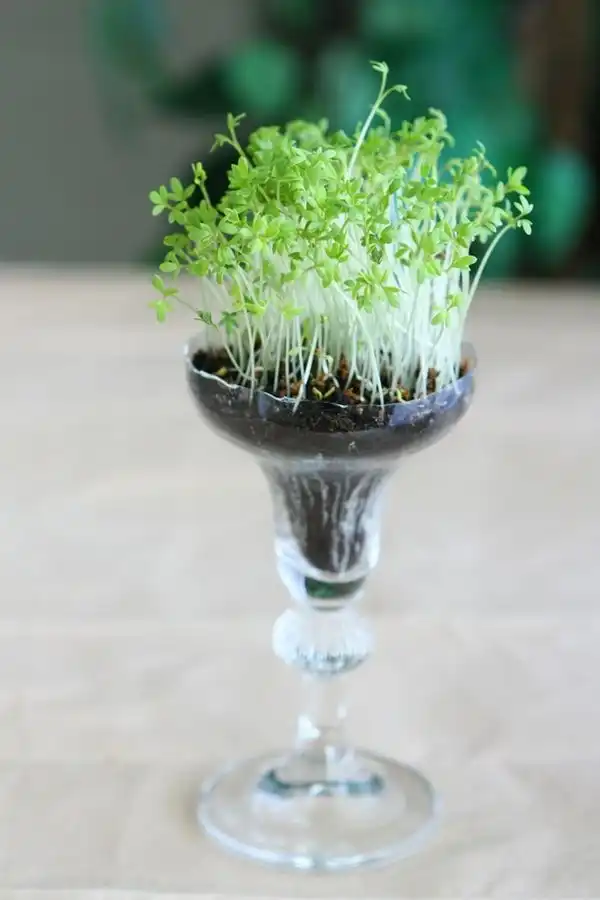 Mini garden