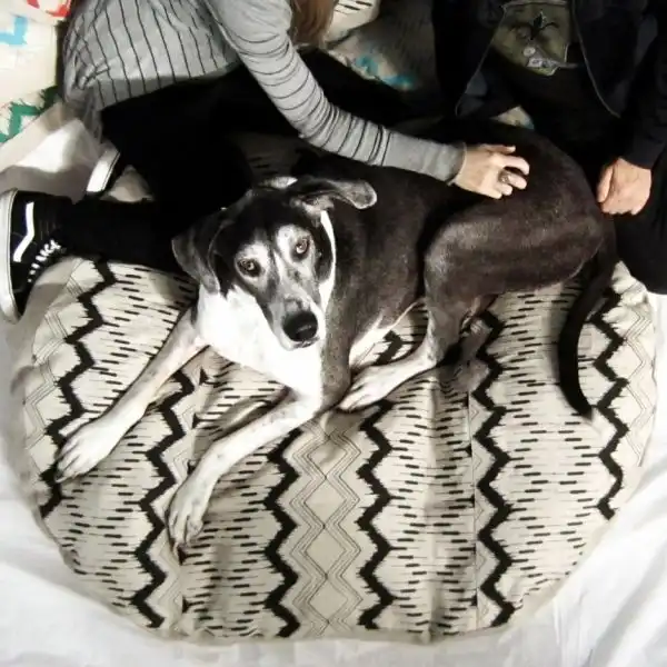 Modern floor pillowdog