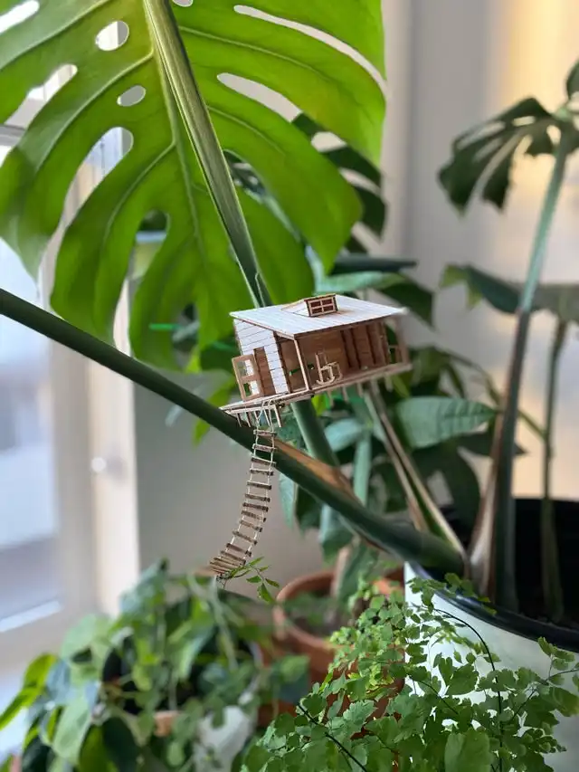 Monstera with tiny house on it