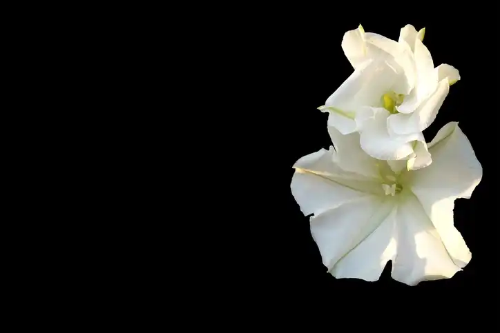 Moonflower