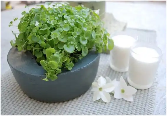 Outdoor cement planter