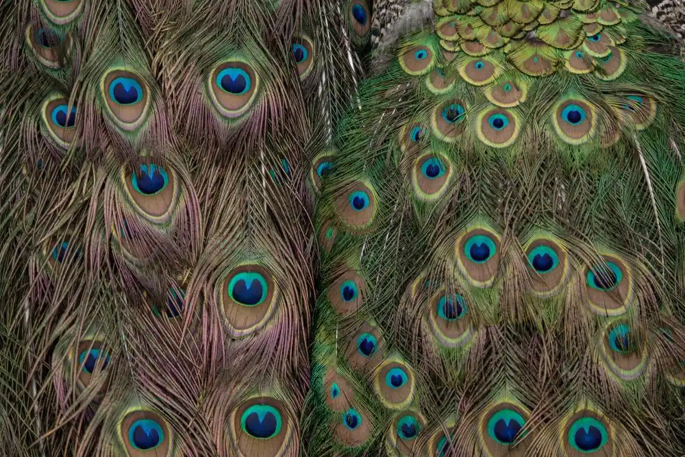 Peacock colors decorating