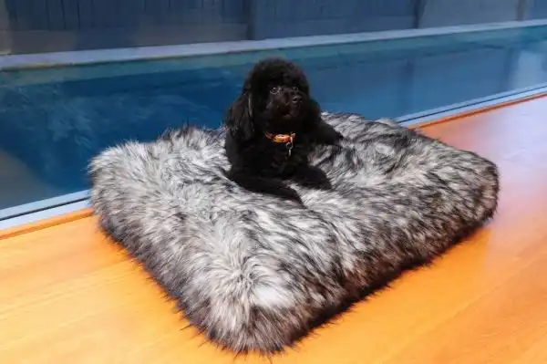 Pillow modern