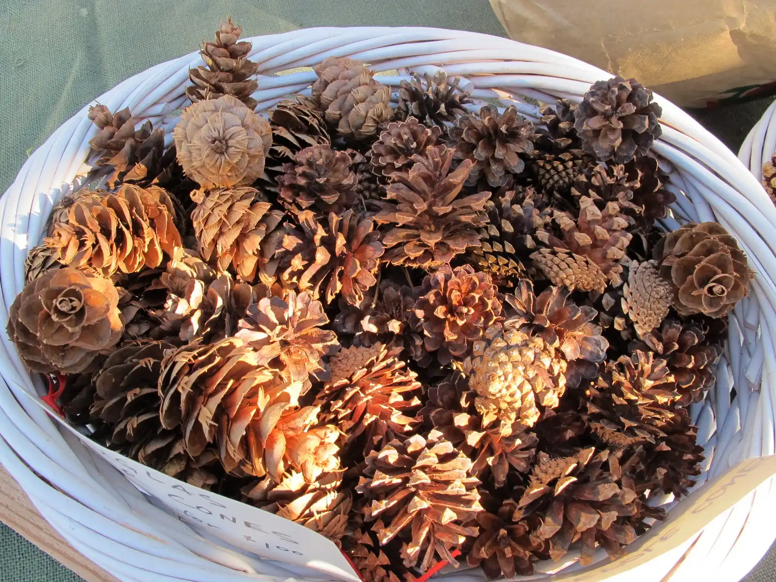 Pine cones