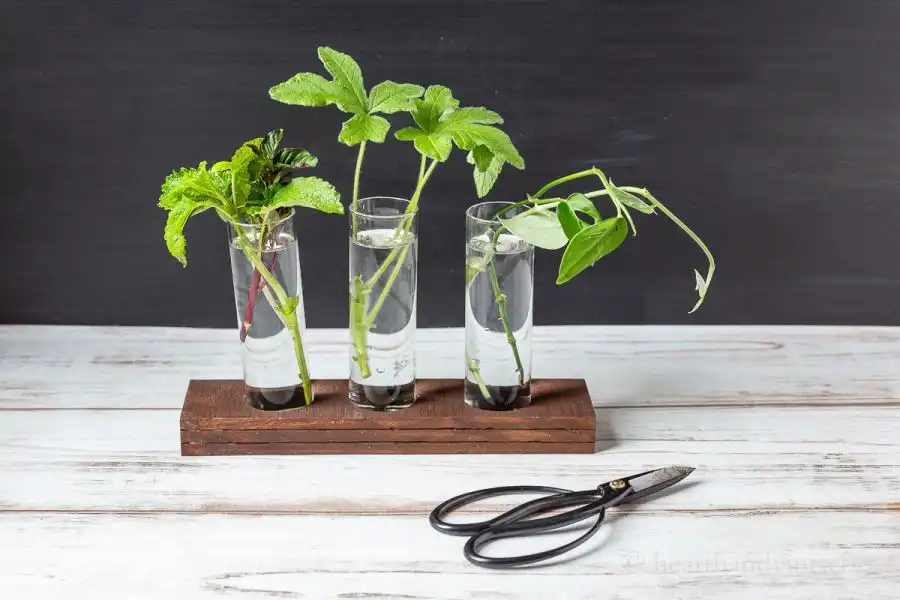 Plant propagation station