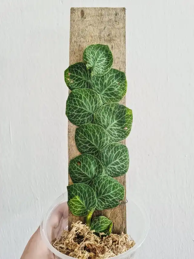 R cryptantha shinges plant on board