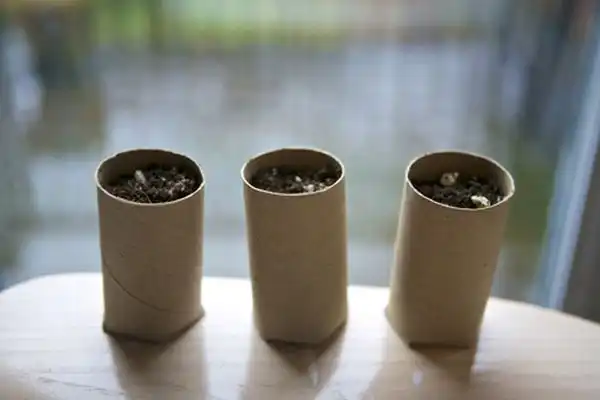 Seeds1