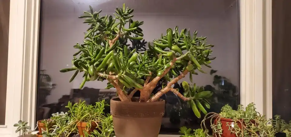 Small jade plant by window