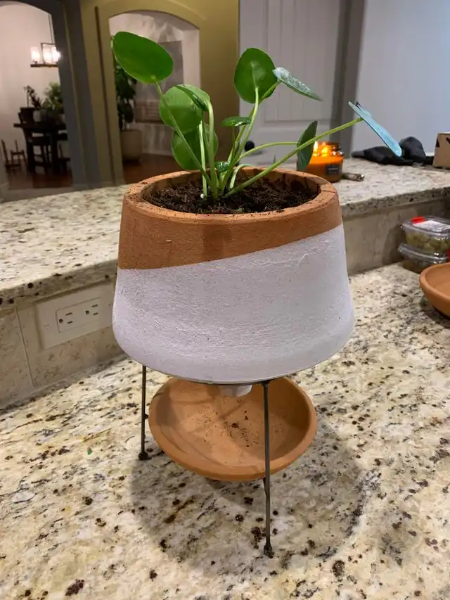 Small pileas in planter