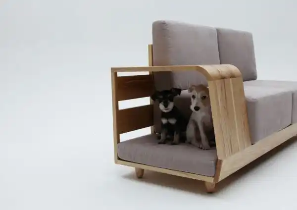 Sofa cat