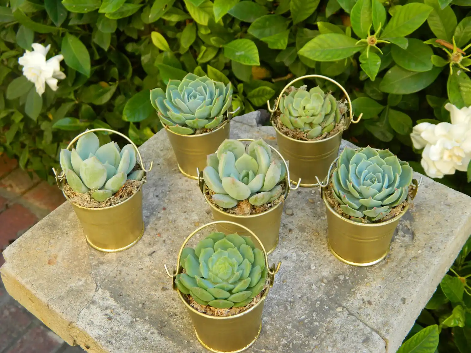 Mini bucket succulent planters