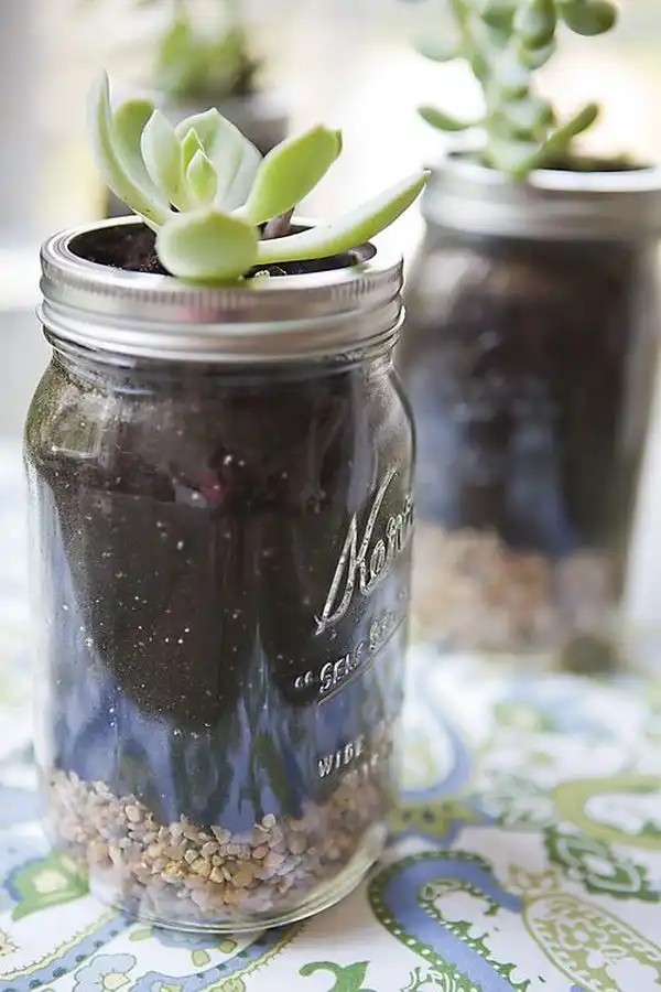 Succulent