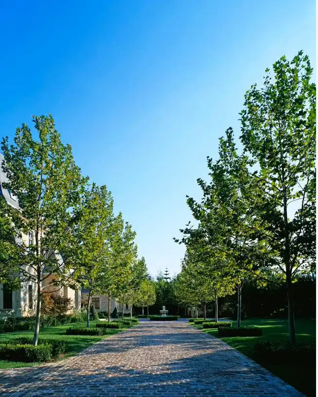 Popular Fastest-Growing Shade Trees
