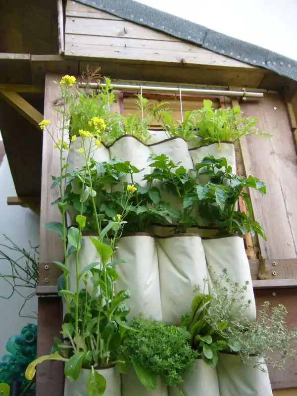 Vertical vegetables planter for wall