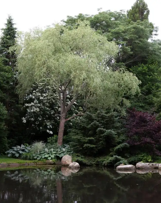 Weeping willow by pond