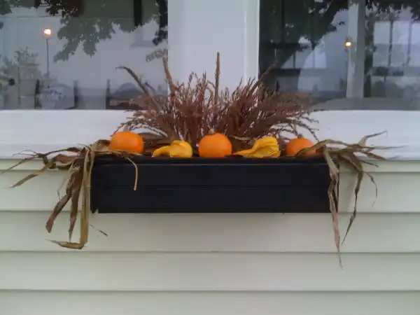Corn Stalk Box Displays