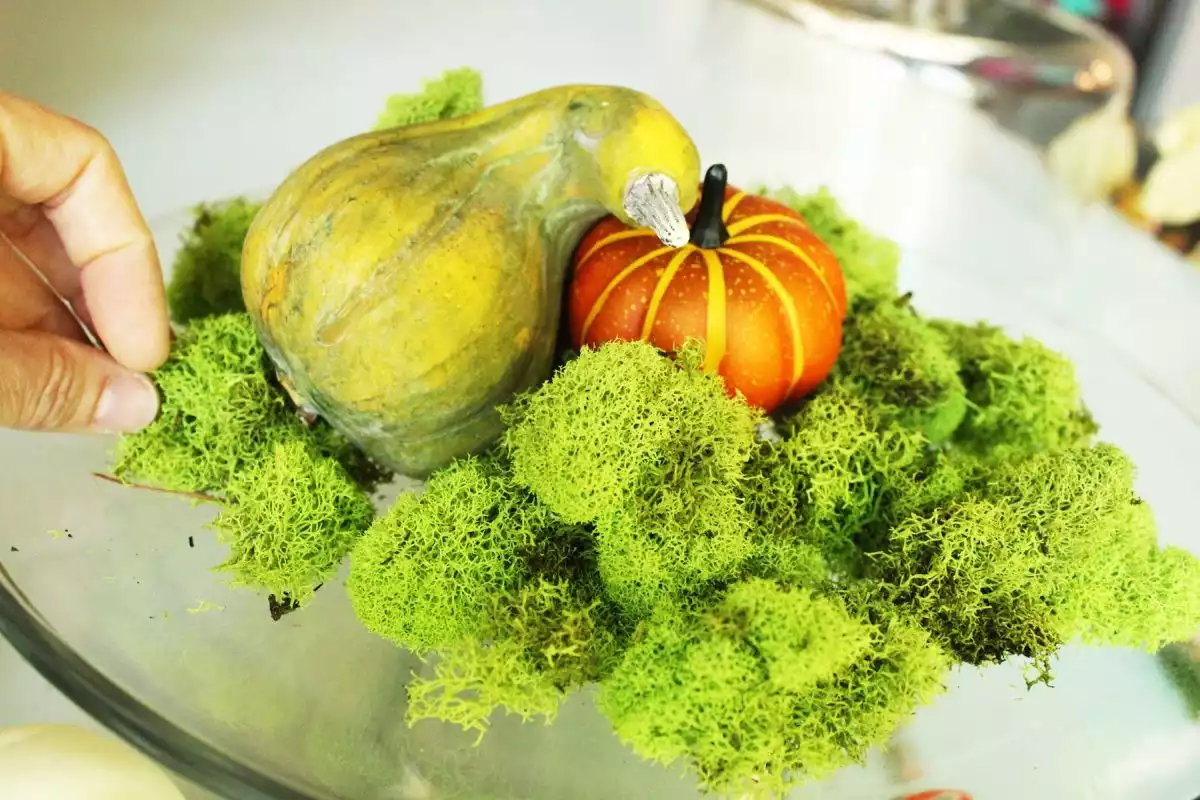 Arrange your pumpkin picks on the moss