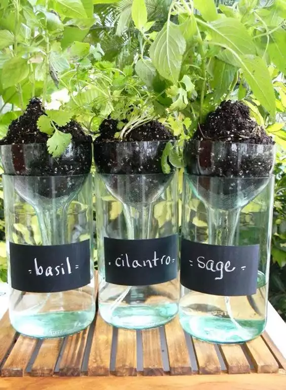 Basil planter